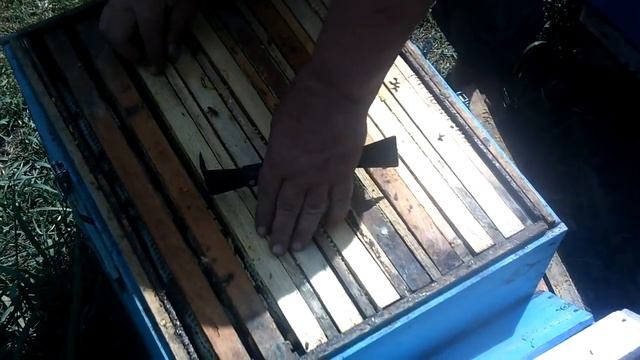Cемья отпустила рой  Что делать