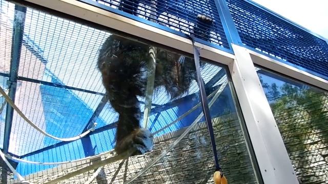 Орангутанг отжигает (прикол).