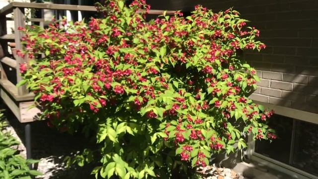 Red Prince Weigela смотреть онлайн