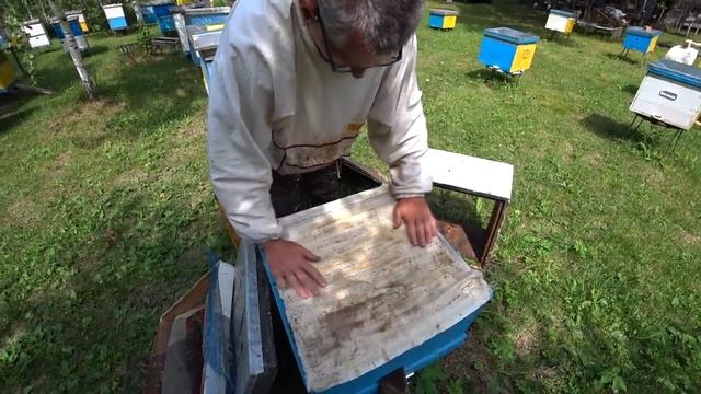 Проверка приёма маток.Племенные матки Карника от Сергея Рауша смотреть онлайн