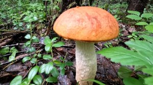 СОБРАЛ КУЧУ ГРИБОВ.#2