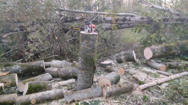 2023-10-12 Расчистка просеки бензопилой Stihl MS170 после урагана