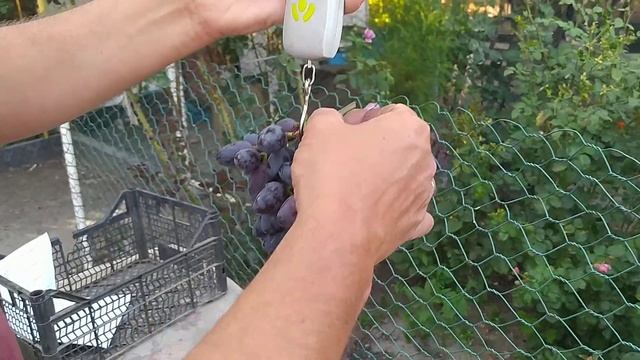 виноград Еталон 2020 рік смотреть онлайн