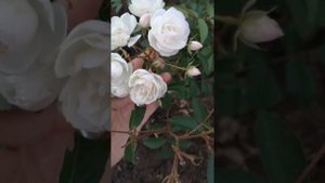 Роза Блашинг Брайд ( Blushing Bride rose Hybrid Musk) мускусная, цветение в 2020