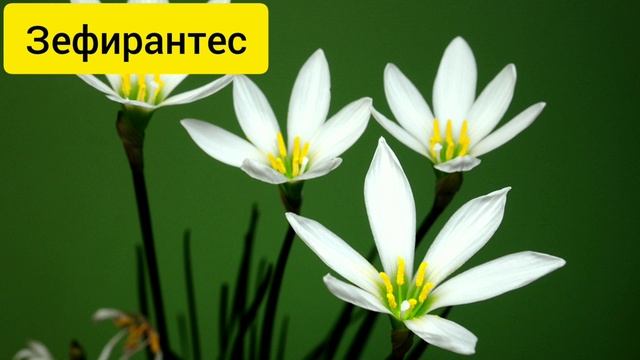 Луковичные цветы дома на подоконнике фото и названия
