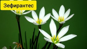 Луковичные цветы дома на подоконнике фото и названия