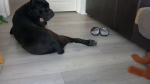 Кане Корсо. Как ухаживать за когтями у Cane Corso. Спа для собак)))