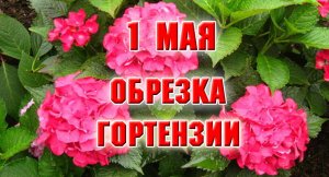 1 мая. Обрезка крупнолистной гортензии