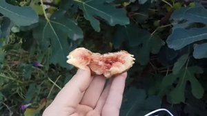 Инжир гибрид Кадоты, Арабули