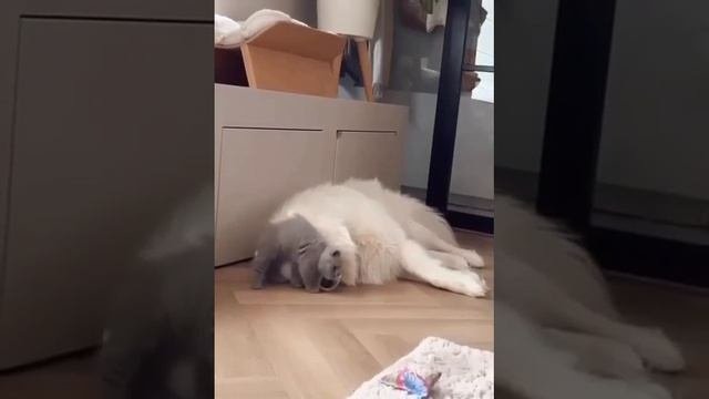 Нежность