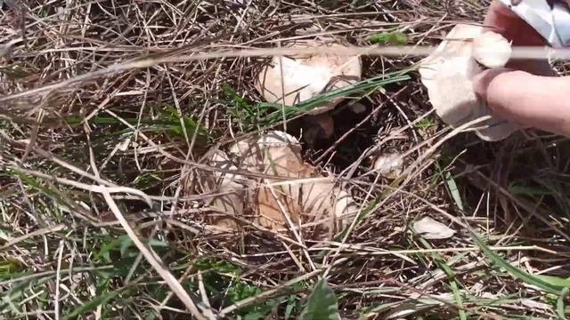 Рядовка лиловоногая/синяя ножка Ставрополь. Поехали 2-й раз. Грибы 2023