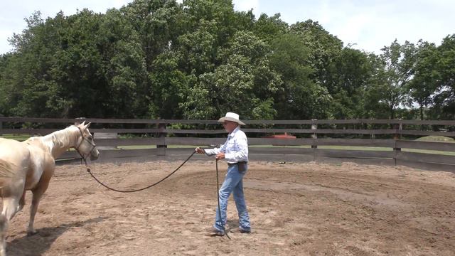 Before the First Ride- 20 Skills I Want My Colts to Know Part 1 смотреть онлайн