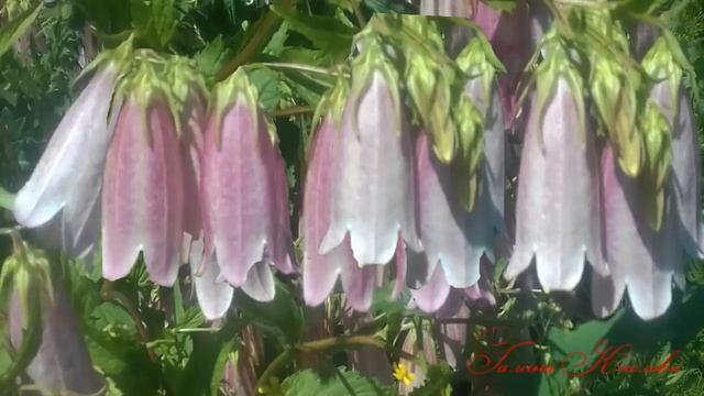 Сон в летнюю ночь. Бал Розы, Королевы Цветов! смотреть онлайн