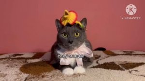 Котинет - новогодний