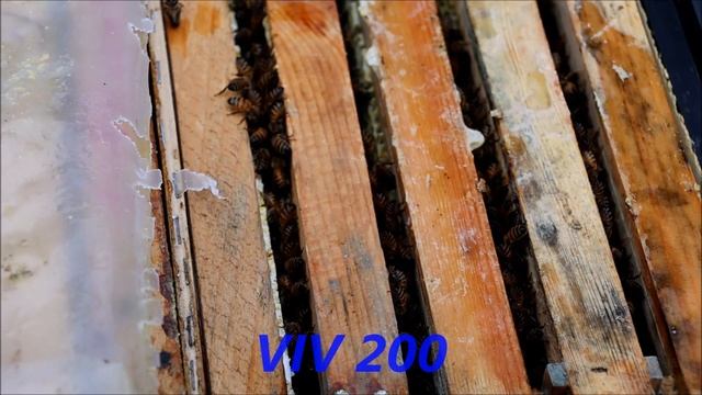 Зимовка Golden Buckfast Belarus 2020