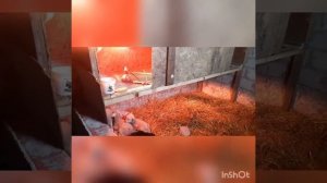 Ягнята с нуля. ЗЦМ