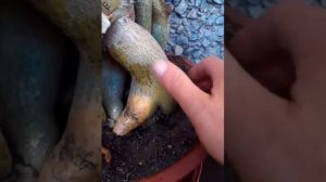 Адениум! Солнечный ожог!