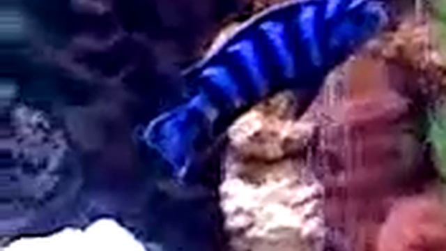 Pseudotropheus Demasoni & Zebra Cichlid смотреть онлайн