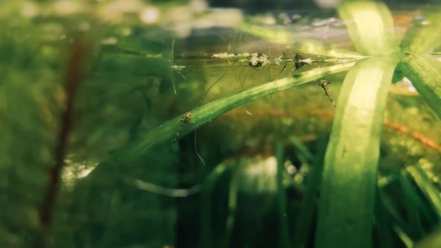 Молодёжь красной лорикарии смотреть онлайн