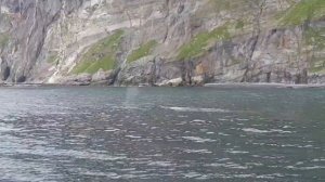 Горбатые киты. Самка с детенышем. Камчатка.