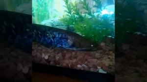 Речной сом в аквариуме!