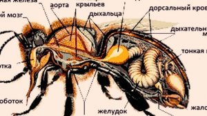 Шмели Можно ли их разводить и Зачем нужны Шмели