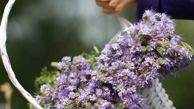 "Лавандовая нежность" - "Lavender tenderness" смотреть онлайн