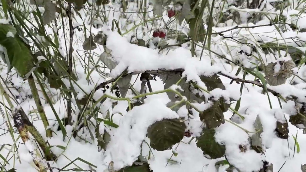 ЗИМНИЙ УРОЖАЙ МАЛИНЫ смотреть онлайн
