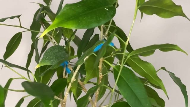 ОБЗОР моих ФИКУСОВ??? смотреть онлайн