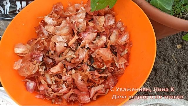 ДОБАВЬ 1 ГОРСТЬ В ЛУНКУ ПРИ ПОСАДКЕ ТОМАТОВ! ПОМИДОРЫ ЗАВАЛЯТ ВАС УРОЖАЕМ! Что добавить в лунку