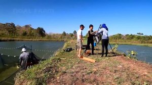 Крупнейшая рыба Амазонки Пайше - Разведение и добыча рыбы Амазонки - Ферма Пайче