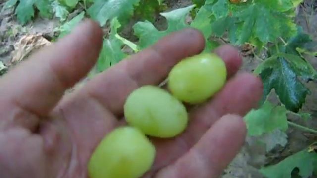 Мускат дубовский смотреть онлайн