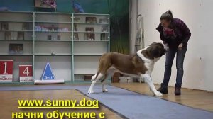 Дрессировка сенбернара.  Интересное обучение сенбернара. Сенбернар трюки