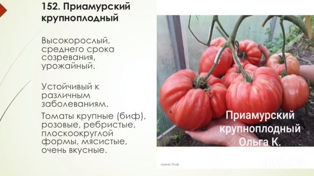 Обзор крупных сортов томатов 03.08.23 г