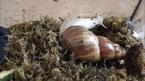 Африканская улитка ахатина: особенности ухода, плюсы и минусы