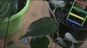 Чем протирать листья орхидеи,фикуса,толстянки,лимона,чтобы блестели!ПОЛИРОЛЬ и народные средства.