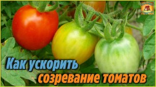 Как ускорить созревание томатов Самые лучшие способы доступные абсолютно всем Дачные хитрости