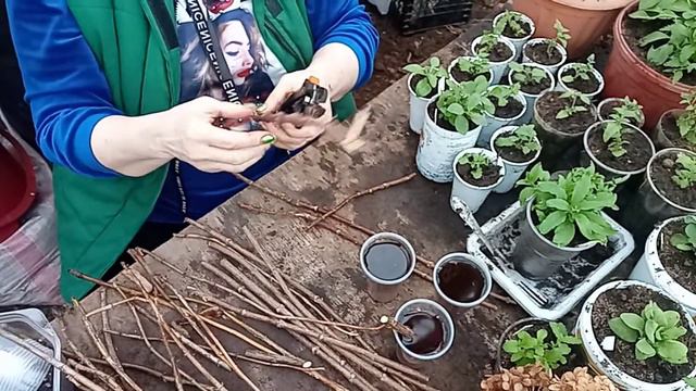 #ВЕСЕННЯЯ ОБРЕЗКА МОЛОДЫХ ГОРТЕНЗИЙ#ЧЕРЕНКОВАНИЕ#