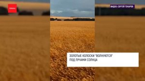 Видеоблогер снял пшеничные поля в Новоселово