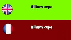 FROM ENGLISH TO FRENCH = Allium cepa