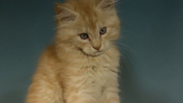 Котята мейн-куны ждут своих мамопап смотреть онлайн