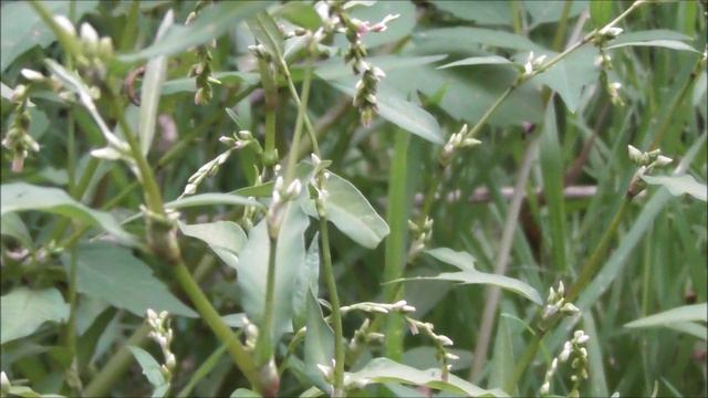 Лекарственное растение, Горец Перечный, Persicaria hydropiper, 21.08.2022, Великий Новгород