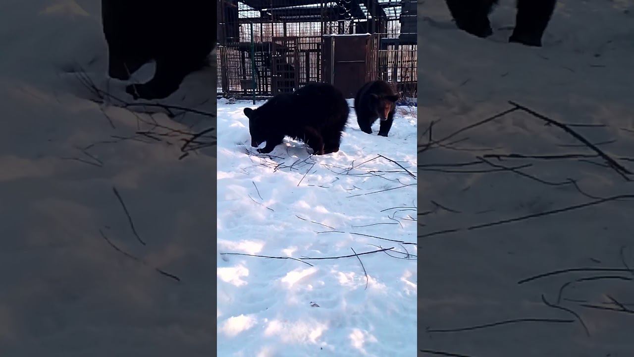 Медвежонок - рассомаха.