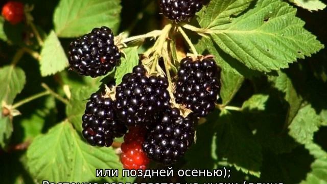 Ежевика: уход и выращивание