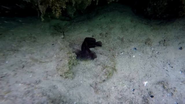 Черного море и его обитатели!.. смотреть онлайн