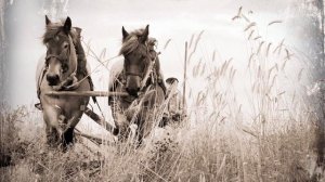 ***...КОНЬ ГУЛЯЛ НА ВОЛЕ!