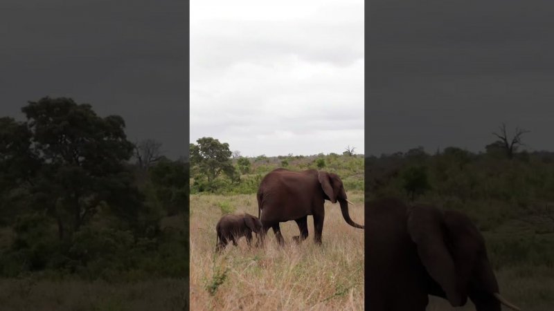 СЛОНЫ В ДИКОЙ ПРИРОДЕ ! #африка #юар #южнаяафрика #southafrika #africa #elephant #lions #krugerpark