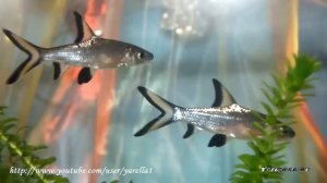 Акулий балу