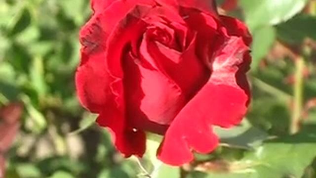 Роза Американ Прайд смотреть онлайн