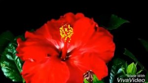 Красивая Азербайджанская музыка Habil Aliyev